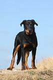 BEAUCERON - PUPPIES 219